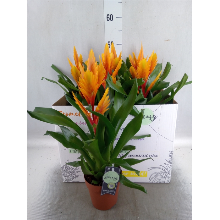 <h4>Vriesea  'Intenso Flame'</h4>