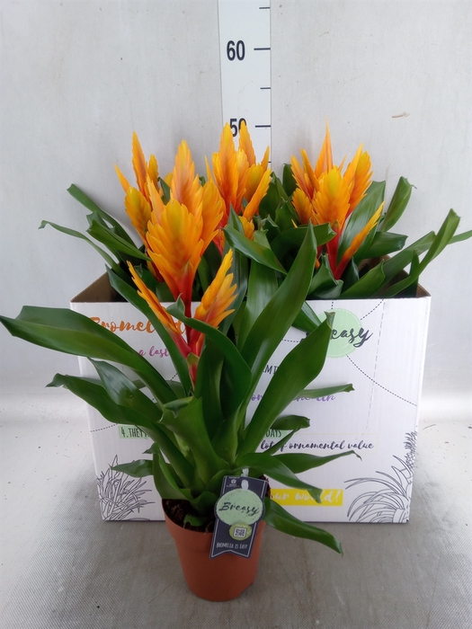 <h4>Vriesea  'Intenso Flame'</h4>