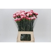Dianthus St Safari