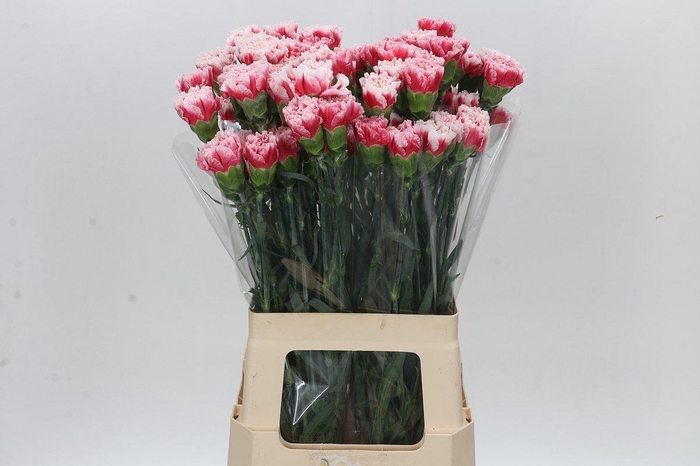 <h4>Dianthus St Safari</h4>
