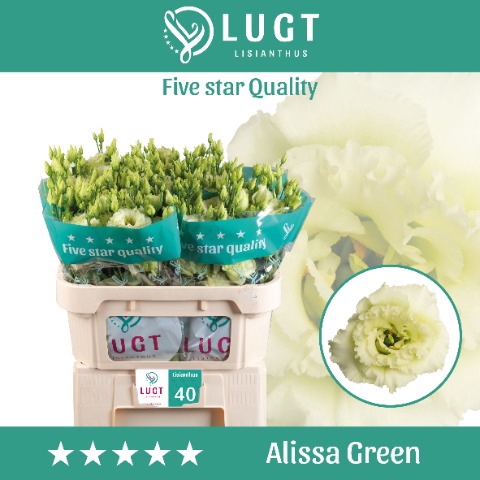 <h4>Lisianthus Alissa Green</h4>