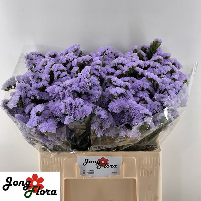 <h4>Statice Mermaid Wings Jongflora</h4>