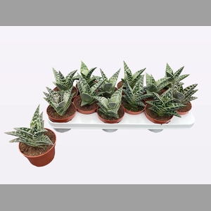 ALOE VARIEGATA