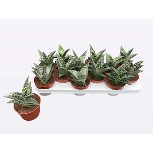 ALOE VARIEGATA