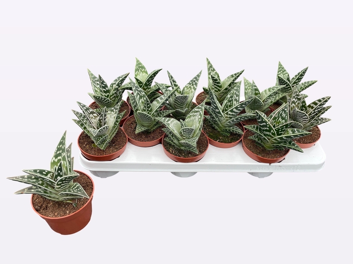 <h4>ALOE VARIEGATA</h4>