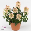 Terra Cotta Flower Pot 17cm
