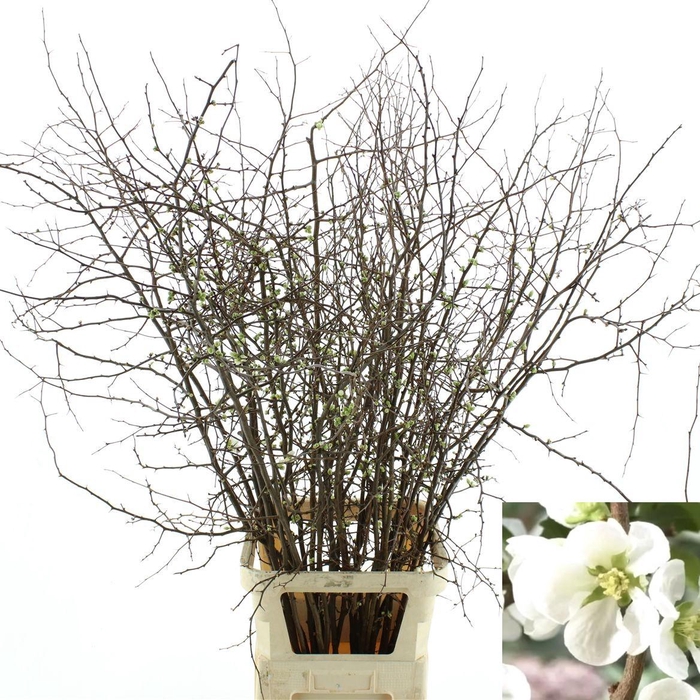 <h4>Chaenomeles White</h4>