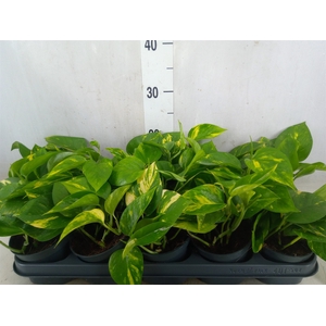 Epipremnum pinn. 'Aureum'