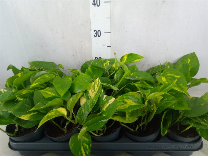 <h4>Epipremnum pinn. 'Aureum'</h4>
