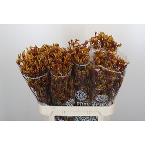 Anigozanthos Gold Fever