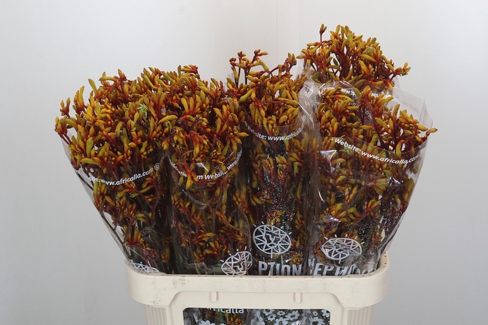 <h4>Anigozanthos Gold Fever</h4>