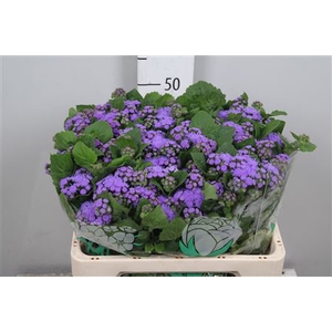Ager H Blue Horizon