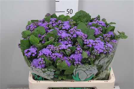 <h4>Ager H Blue Horizon</h4>