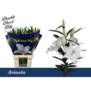 LI OR ARIOSTO