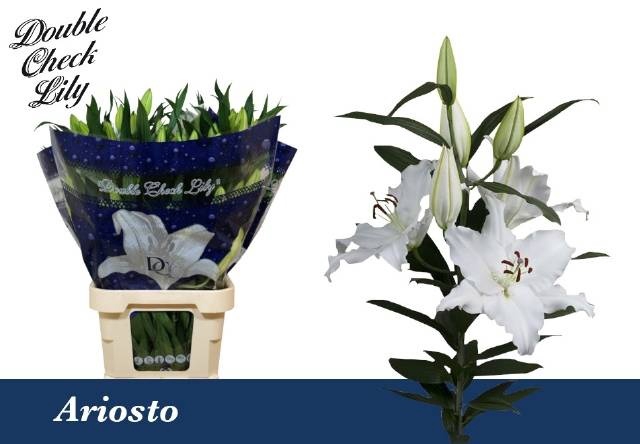 <h4>LI OR ARIOSTO</h4>