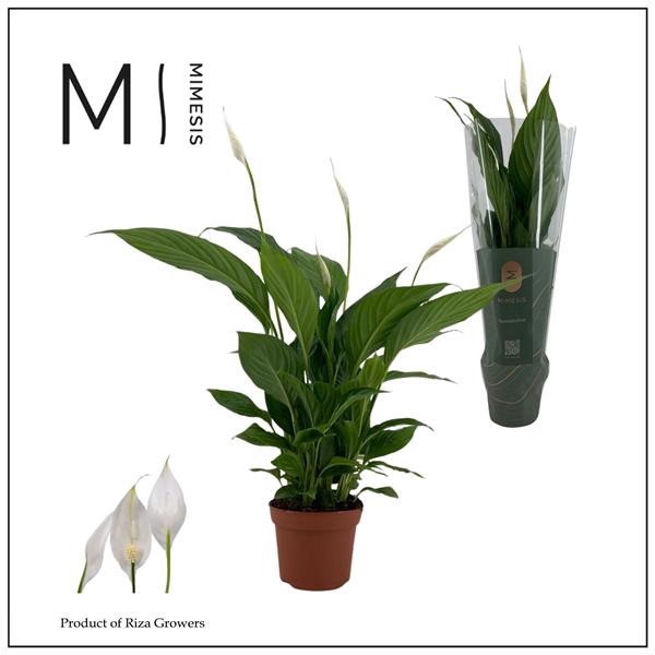<h4>Spathiphyllum Strauss</h4>
