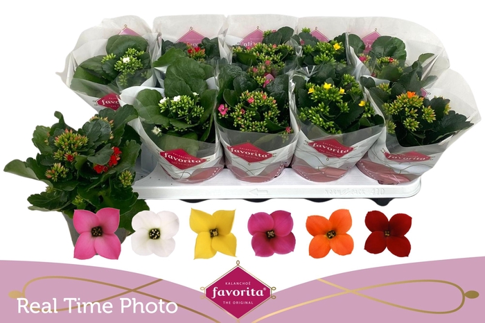 <h4>KAL EN GEM 6 KL</h4>