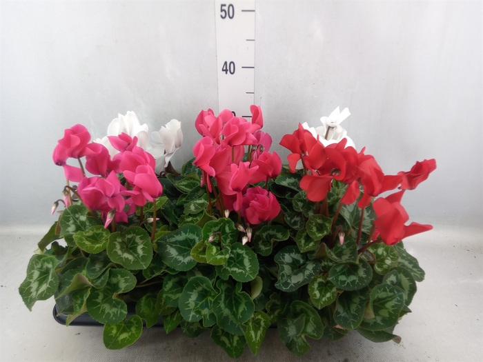 <h4>Cyclamen GR 'Leopardo'</h4>