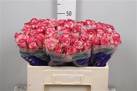 <h4>R Gr Barracuda</h4>