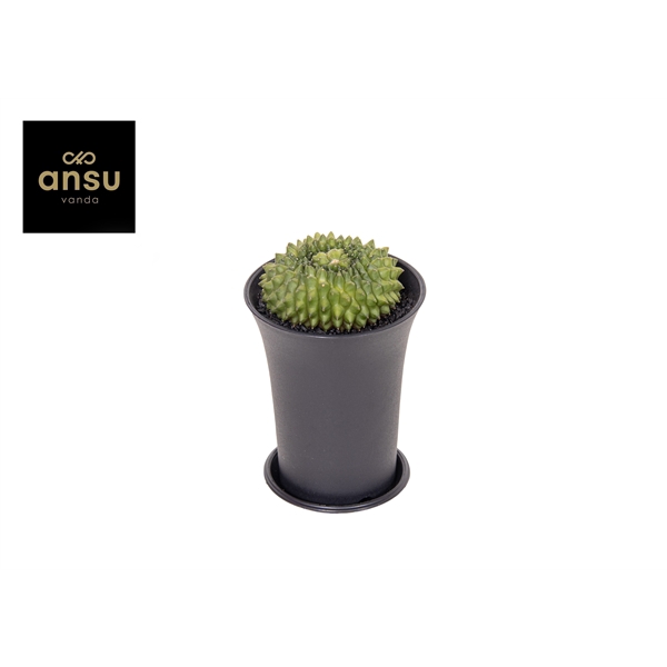 <h4>Gymno Cactus 'Spineless' Island XL</h4>