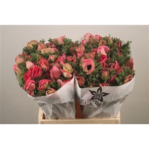 Anemone Mistral Shocking