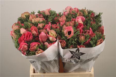 <h4>Anemone Mistral Shocking</h4>