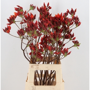 RHODO. NEW ORANGE 065CM