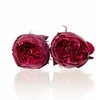 Garden Rose Piano red 3,5-4cm