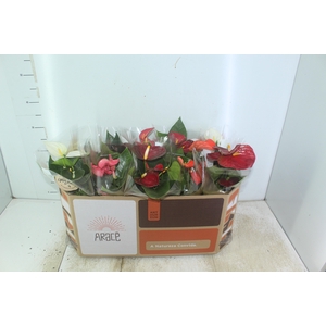 ANTHURIUM VARIADO P12
