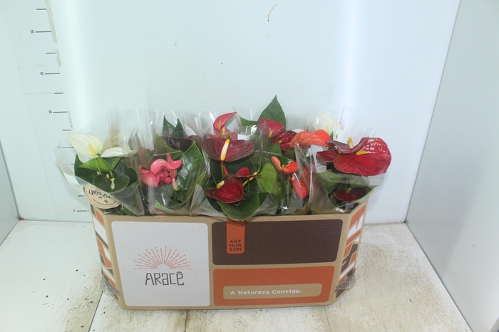 <h4>ANTHURIUM VARIADO P12</h4>