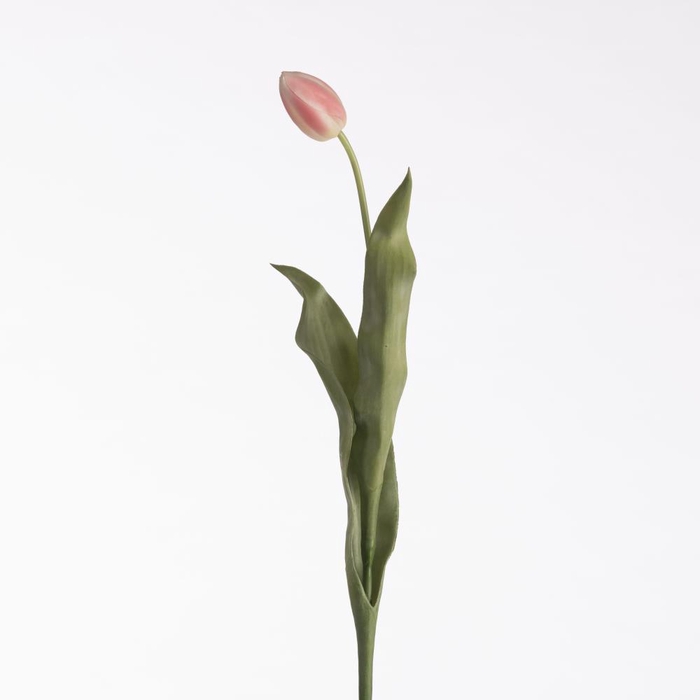 <h4>AF Tulip L69cm Pink</h4>
