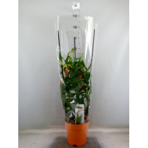 Gloriosa   ...