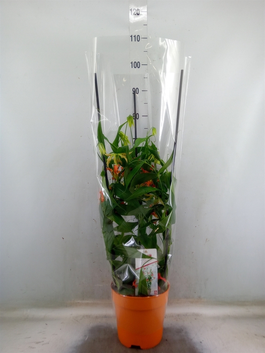 <h4>Gloriosa   ...</h4>