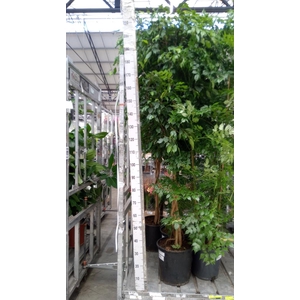 Ficus benja. 'Exotica'