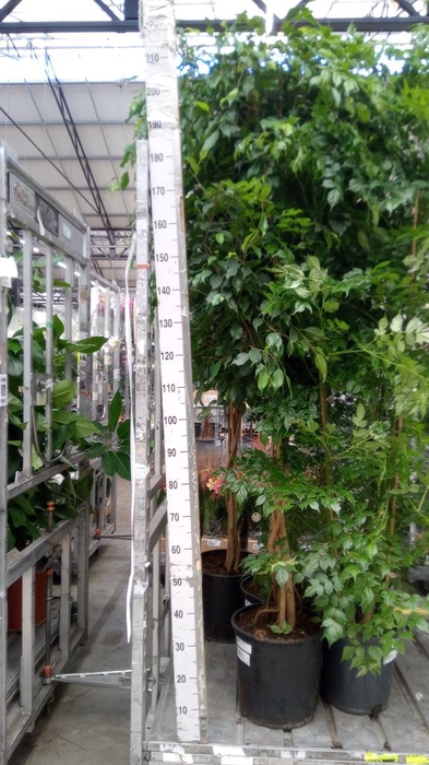<h4>Ficus benja. 'Exotica'</h4>