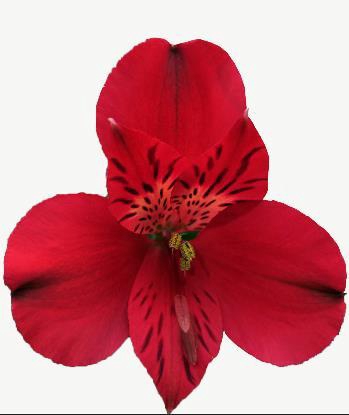 <h4>Alstr Ferrero</h4>