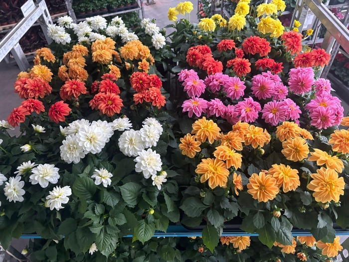 <h4>DAHLIA ROYAL GEM</h4>