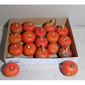 CUC PEPO ORANGE X15