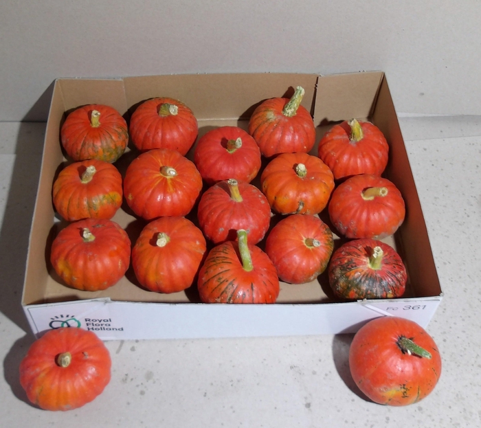 <h4>CUC PEPO ORANGE X15</h4>
