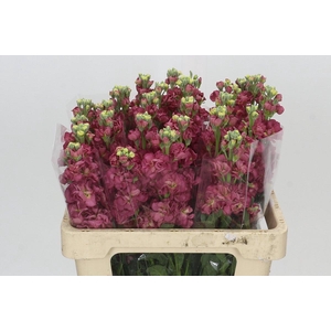 Matthiola incana StoX Antique Rose