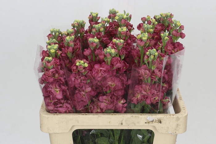 <h4>Matthiola incana StoX Antique Rose</h4>
