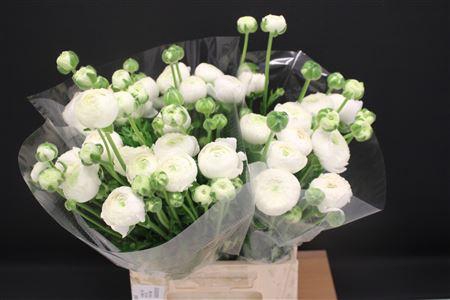 <h4>Ran Aazur White Xxl</h4>