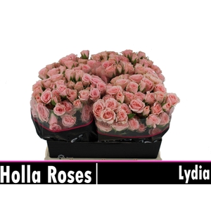 ROSA TR 'LYDIA'