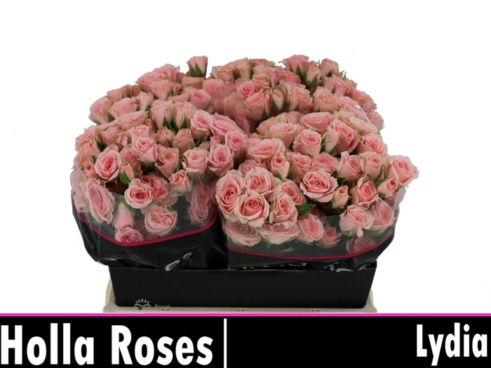 <h4>ROSA TR 'LYDIA'</h4>
