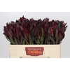 Leucadendron Saf Sunset Dark R.