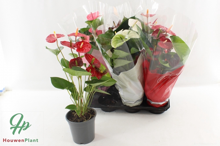 <h4>ANTHU AN GEM 4 KL</h4>