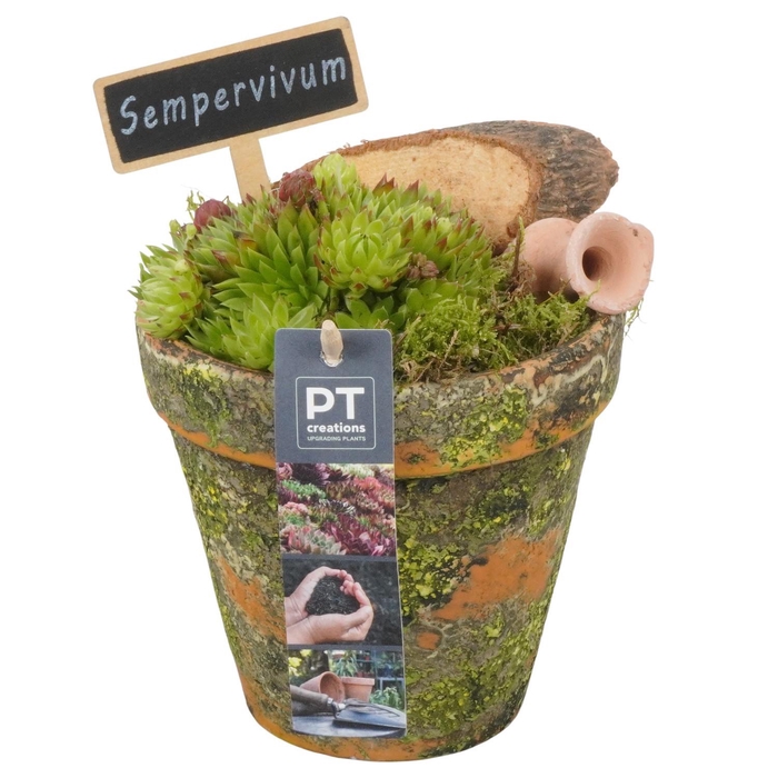<h4>PTS7404 Arrangement Sempervivum in terracotta pot</h4>