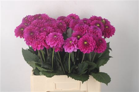 <h4>Dahl Ball Purple Fox</h4>