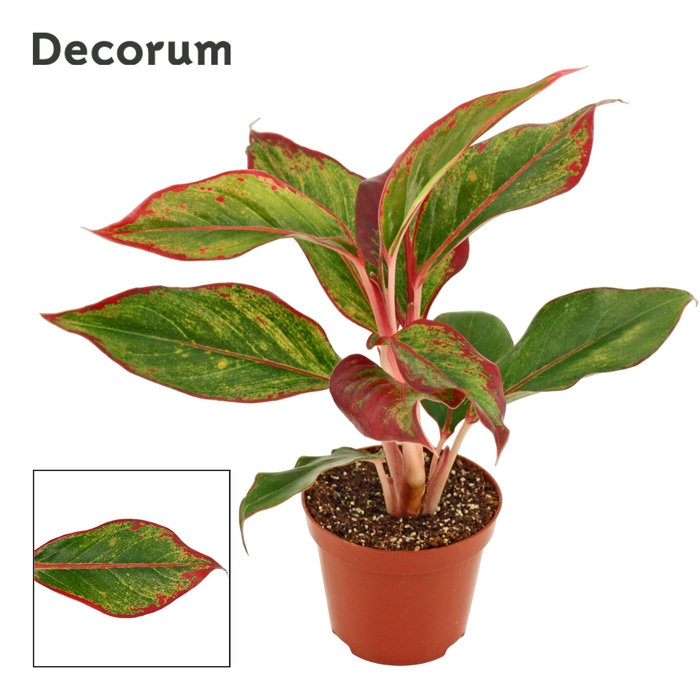 <h4>Aglaonema Crete</h4>