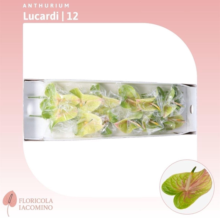 <h4>Anthurium Lucardi</h4>